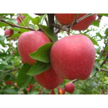 Pommes rouges fraîches en vrac